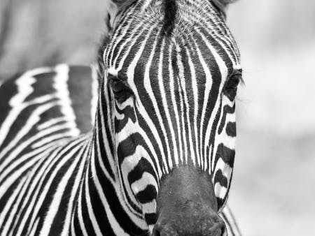 Opgezette dieren, de zebra uitgelicht